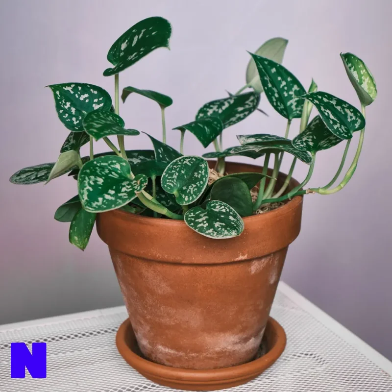 Pothos System Scanner